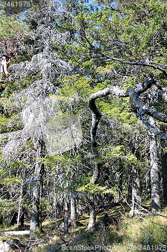 Image of Koli Finland