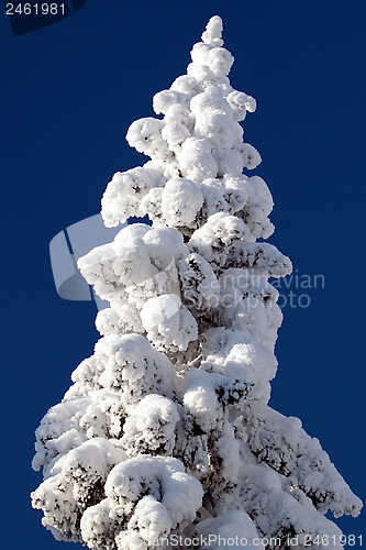 Image of Koli Finland