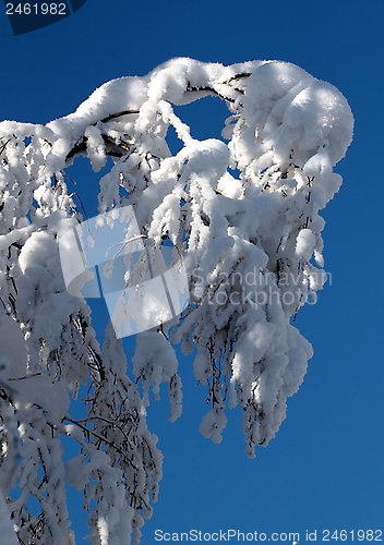 Image of Koli Finland