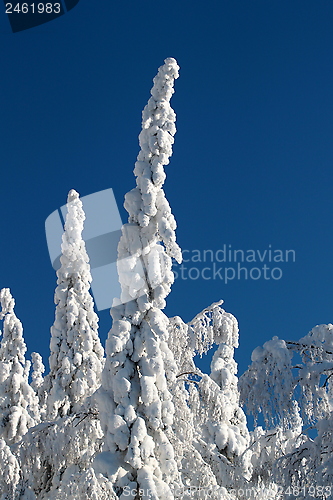 Image of Koli Finland