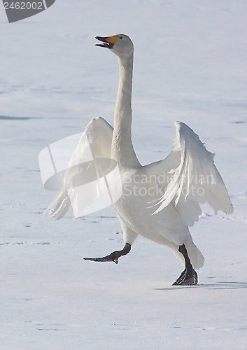 Image of whooper swan
