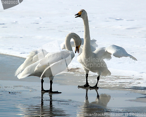 Image of whooper swan