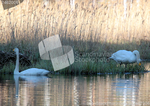 Image of whooper swan