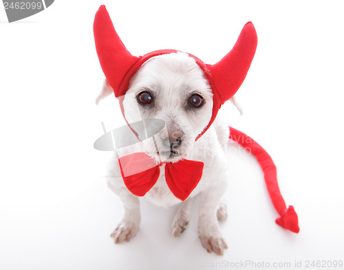 Image of Little Devil Dog