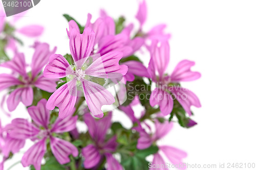 Image of wild violet flowers