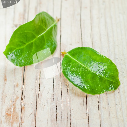 Image of two green wet leaves