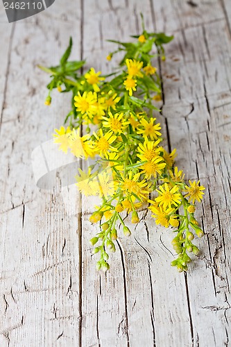 Image of wild yellow flowers