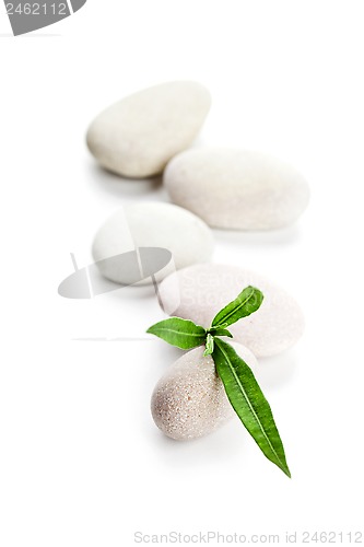 Image of green leaf and stones
