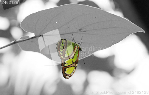 Image of Malachite (Siproeta stelenes) butterfly perched on leaf.