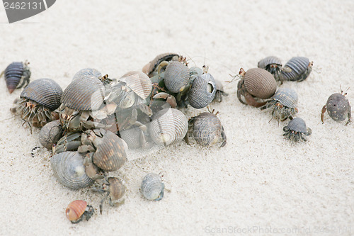 Image of hermit crab on the beach