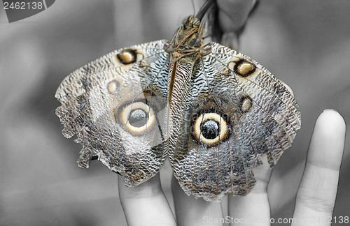 Image of Macro shot of Owl butterfly (Caligo) 