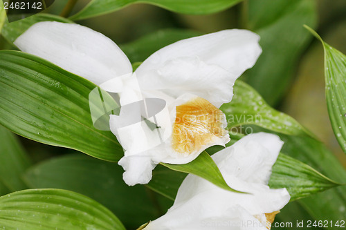 Image of Macro shot of a Sobralia orchid. Sobralia is a genus of about 12