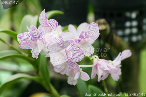 Image of Beautiful orchid 