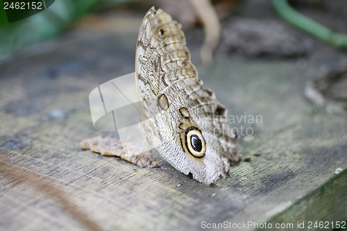 Image of Owl butterfly Caligo ready to eat