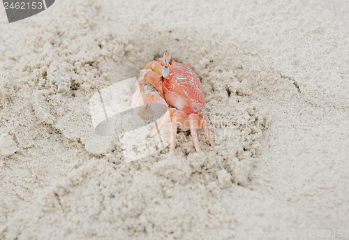 Image of Ghost Crab in the sand