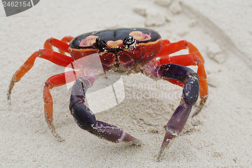 Image of Macro shot of Halloween Crab in the sand