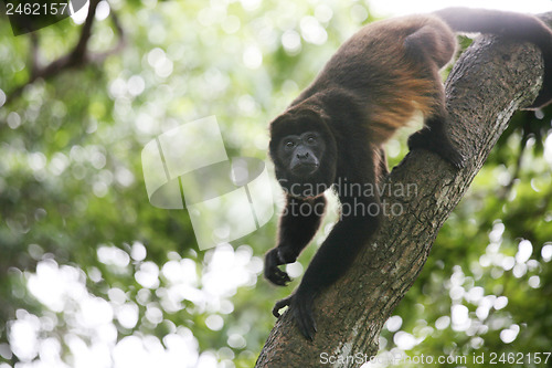 Image of Spider monkey 