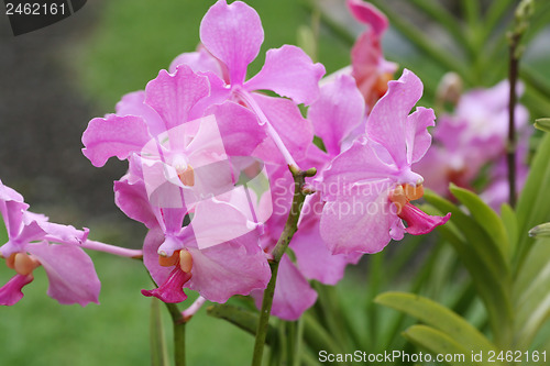 Image of Vanda Teres pink orchids