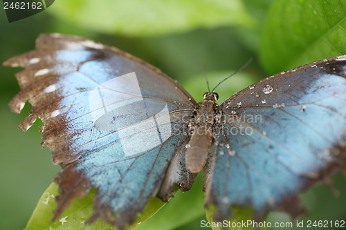 Image of Macro shot of  blue morpho butterfly perched on a leaf.  Focus o