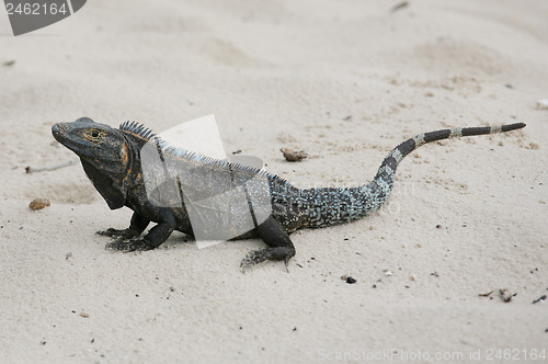 Image of Black Iguana, Ctenosaura similis in the sand