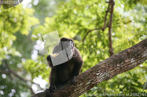 Image of Ateles geoffroyi vellerosus Spider Monkey in Panama eating banan