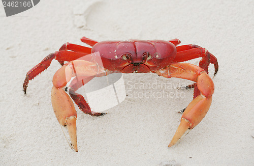 Image of Red land crab, Cardisoma crassum, in the sand