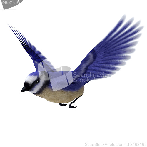 Image of Florida Jay Bird