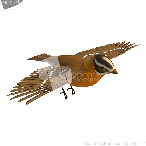 Image of Grosbeak