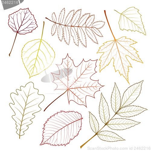 Image of autumn leaves