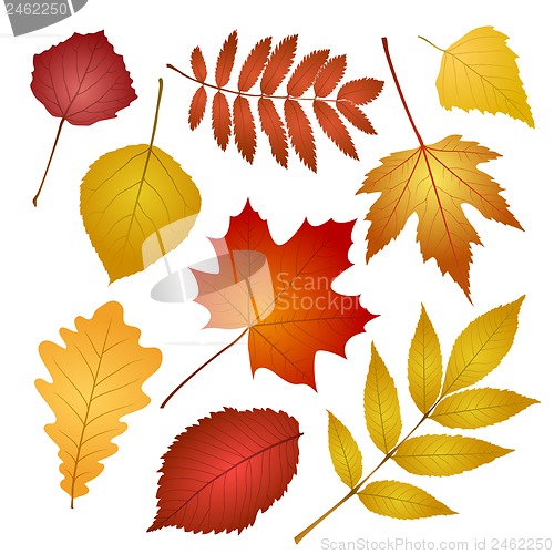 Image of autumn leaves isolated on white background