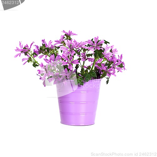 Image of wild violet flowers in bucket