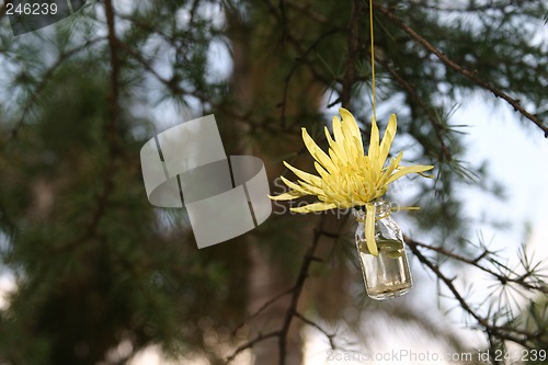 Image of Yellow star flower