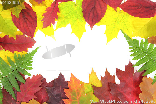 Image of Autumn leaves design