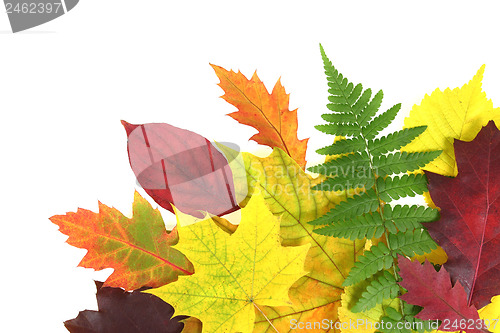 Image of Autumn leaves design