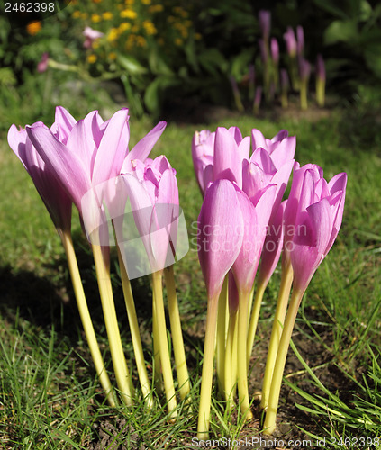 Image of Colchicum autumnale