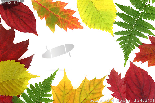 Image of Autumn leaves design