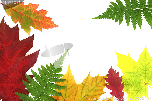 Image of Autumn leaves design