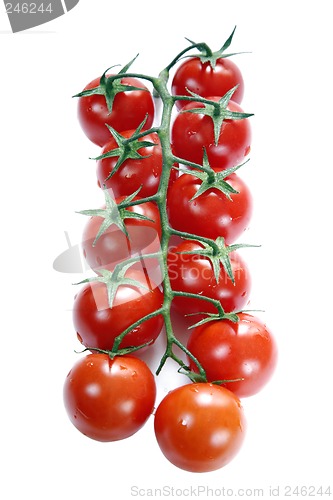 Image of Vine Tomatoes Over White