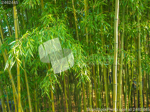 Image of Bamboo plants