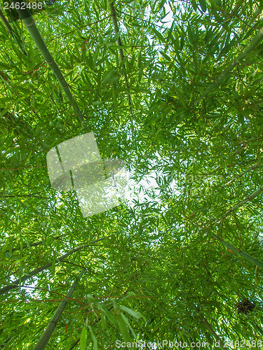 Image of Bamboo plants