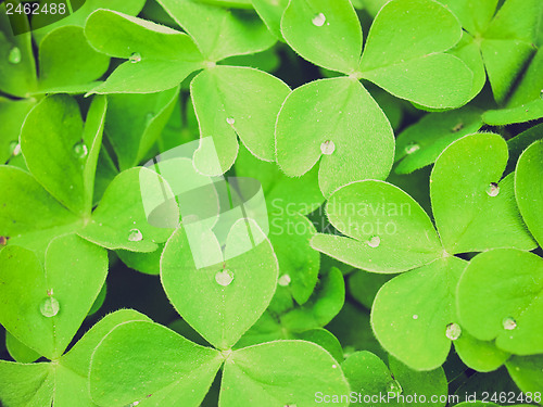 Image of Retro look Shamrock