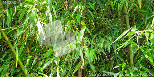 Image of Bamboo - panorama