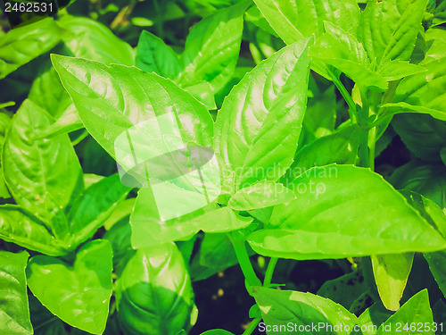 Image of Retro look Basil picture
