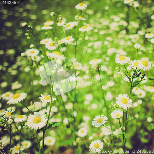Image of Retro look Daisy picture