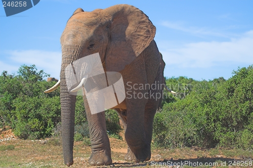 Image of Bull Elephant