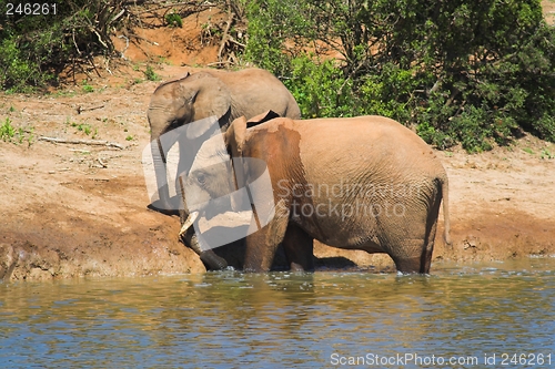 Image of Elephants