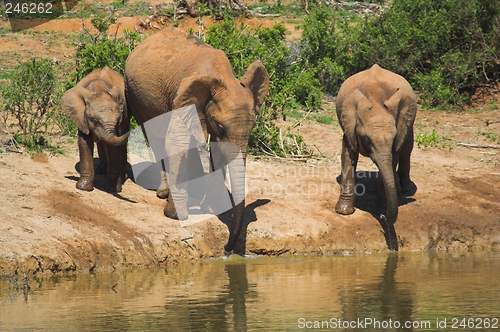 Image of Elephant Family