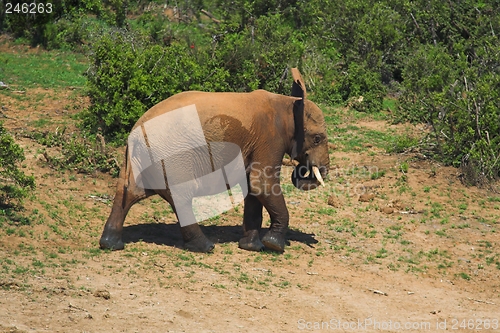 Image of Elephant