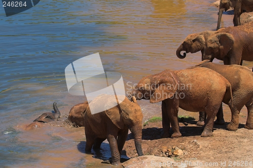 Image of Elephant Family