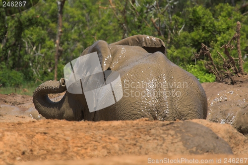 Image of Muddy Elephant